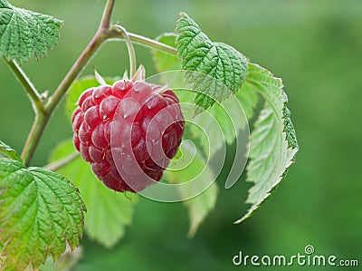 Ripe raspberry 4b Stock Photo