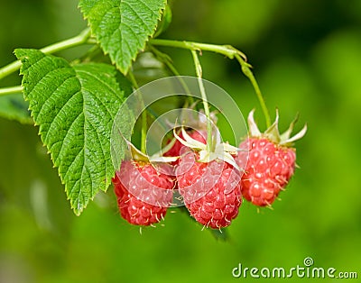 Ripe raspberry Stock Photo