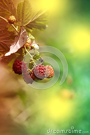 Ripe raspberry on the branch in the garden. Fresh raspberry bush. Juicy red berries. Delicious and healthy food Stock Photo