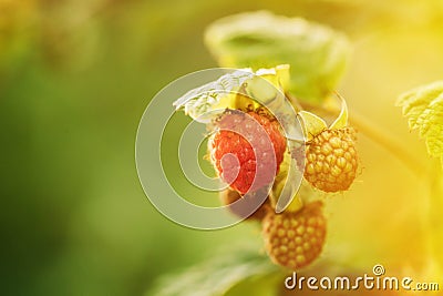 Ripe Raspberry Next To Unripe One. Close Up View On Raspberries. Growing Organic Berries. Genetically Modified Food Stock Photo