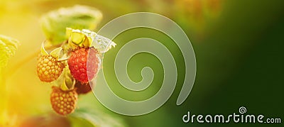 Ripe Raspberry Next To Unripe One. Close Up View On Raspberries. Growing Organic Berries. Genetically Modified Food Stock Photo