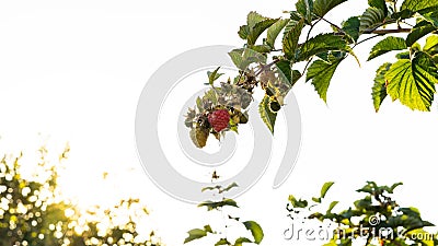 ripe raspberry Stock Photo