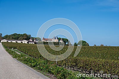 Plantation of high-quality PDO certified walnuts trees in Perigord Limousin Regional Natural Park, France in summer Stock Photo