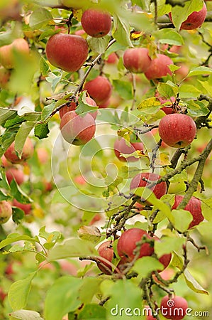 Ripe red apples Stock Photo