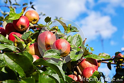 Ripe red apples growing in the garden Stock Photo