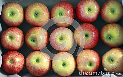 Ripe red apples are laid neatly in a box in rows Stock Photo