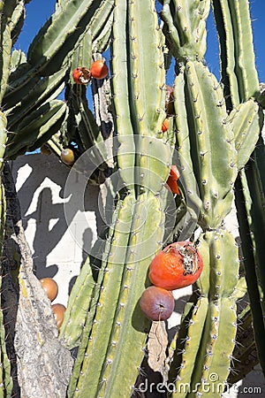 Ripe Red Cereus Repandus Cactus Fruits Stock Photo