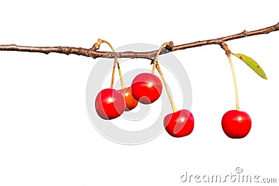 Ripe red cherries branch isolated on white background. Stock Photo