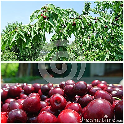 Ripe red cherries in the orchard; fruit collage Stock Photo