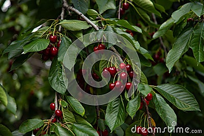 Ripe red cherries on a tree branch in the garden. Stock Photo