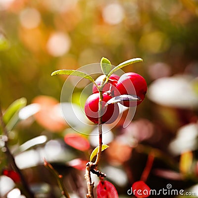Ripe red cowberry bush Stock Photo