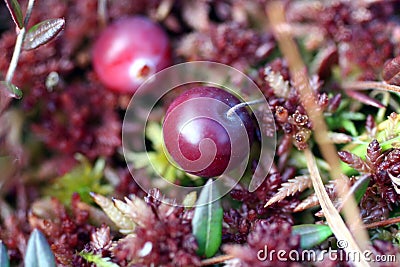 Cranberries in the swamp. Large ripe red berries. Stock Photo