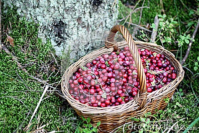 Cranberries in a basket. Northern berries. Stock Photo