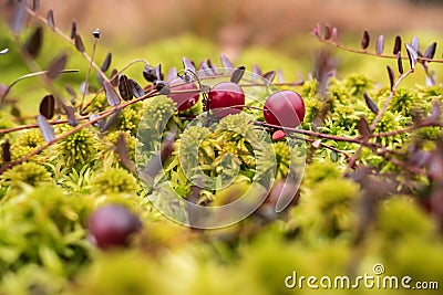 Ripe red cranberry on the bush lie in the moss in the swamp. Harvesting berries on an autumn, cloudy day. Stock Photo