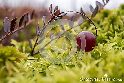 Ripe red cranberry on a bush in the moss in a swamp. Harvesting berries on an autumn day. Close-up. Stock Photo