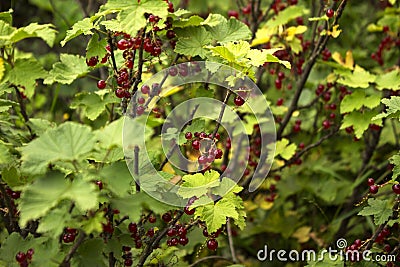 Ripe red currant grows on the branches of a Bush, useful berries, background Stock Photo