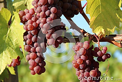 Ripe Red Grapes Stock Photo