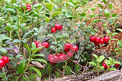 Ripe red lingonberries on a bush in the forest Stock Photo