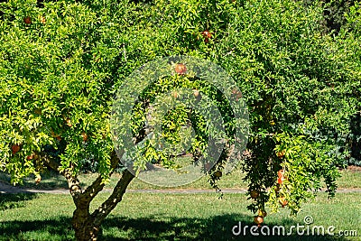 Ripe red pomegranates Punica granatum on tree in the Crimea garden. Sunny autumn day Stock Photo