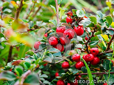 Ripe red berries cotoneaster on a branch Stock Photo