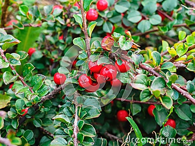 ripe red shiny berries cotoneaster Stock Photo
