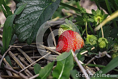 Ripe red strawberry berry grows among green leaves and hay Stock Photo