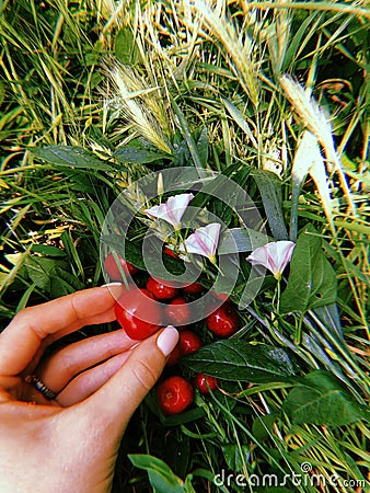 Ripe red sweet cherry lies on the green grass and one berry is in the hand. 3 Stock Photo