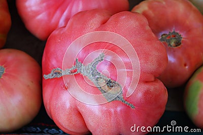 Ripe red and tasty tomatoes grown on a bed in a village Stock Photo