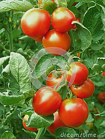 Ripe red tomatoes Stock Photo