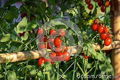 Ripe red tomatoes are hanging on the tomato tree in the garden Stock Photo