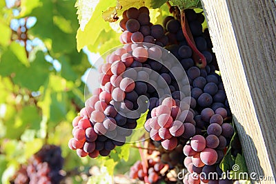 Ripe Red Wine Grapes Stock Photo