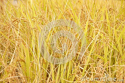 Ripe rice spica crop field macro Stock Photo
