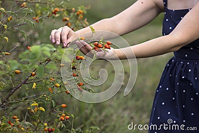 Ripe rose hips, Young woman collects crop of medicinal plants, background Stock Photo