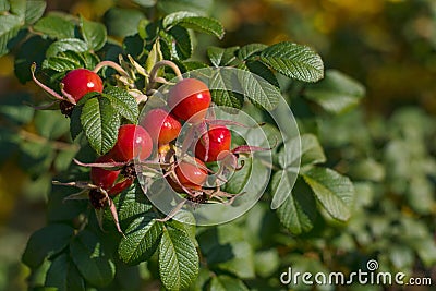 Ripe rosehip on a branch. Dog-rose red berries. Wild rose Stock Photo