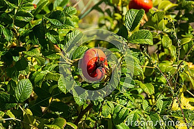 Ripe Rosehips On A Bush Stock Photo