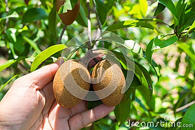 Ripe sapodilla garden., Farmer picking pear fruit grown in the organic garden., male hand holding ripening fruit. Stock Photo