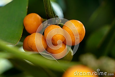 Ripe seeds of Dracaena fragrans or cornstalk dracaena commonly known as corn plant Stock Photo