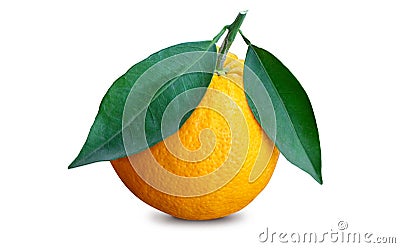 Ripe single orange with two leaves Stock Photo