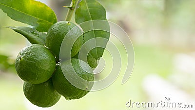 Ripe slice of green lime citrus fruit Stock Photo