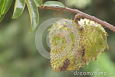 Ripe soursop fruit that is ready to be harvested. Stock Photo