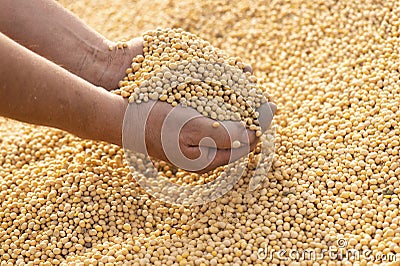 Ripe soya bean seed in hands of farmer Stock Photo