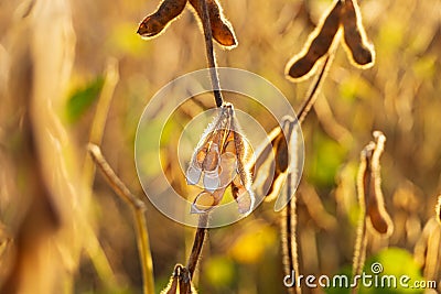 Ripe soybeans close-up. Soy pods close-up. Soybean harvest Stock Photo