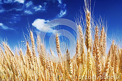 Ripe spikes Stock Photo