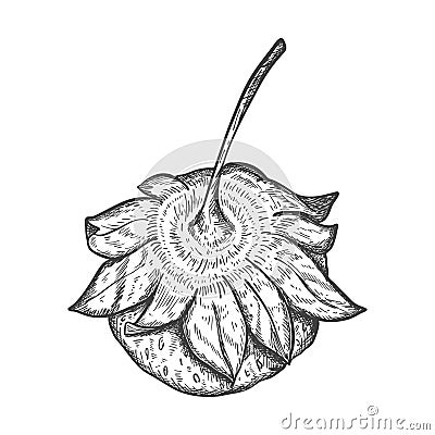 Ripe Strawberries. Sketch of a whole strawberry with a twig and leaves. The view from the top. The berry is hand drawn and Cartoon Illustration