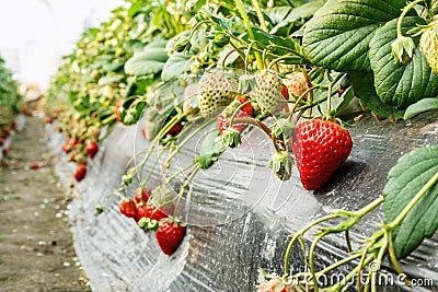 Ripe strawberry fruit grows in the plantation Stock Photo