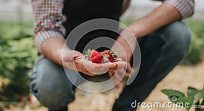 Ripe strawberry in hand of gardener in greenhouse Stock Photo