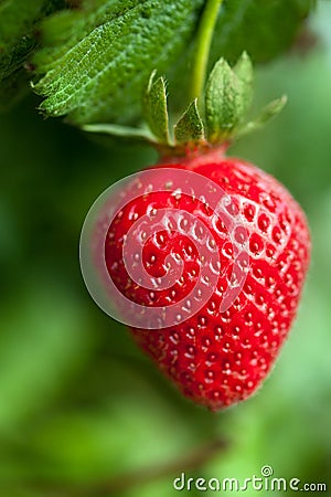 Ripe strawberry plant Stock Photo