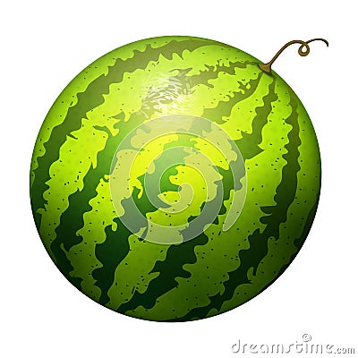 Ripe striped watermelon realistic juicy vector illustration natural green isolated ripe melon. Vector Illustration
