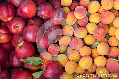 Ripe sugar sweet nectarines; peaches and apricots at a crate on stand at the marketplace Stock Photo