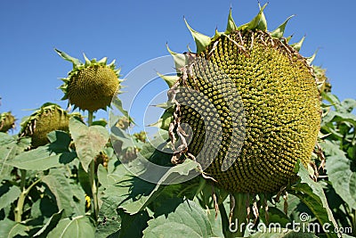 Ripe sunflower Stock Photo